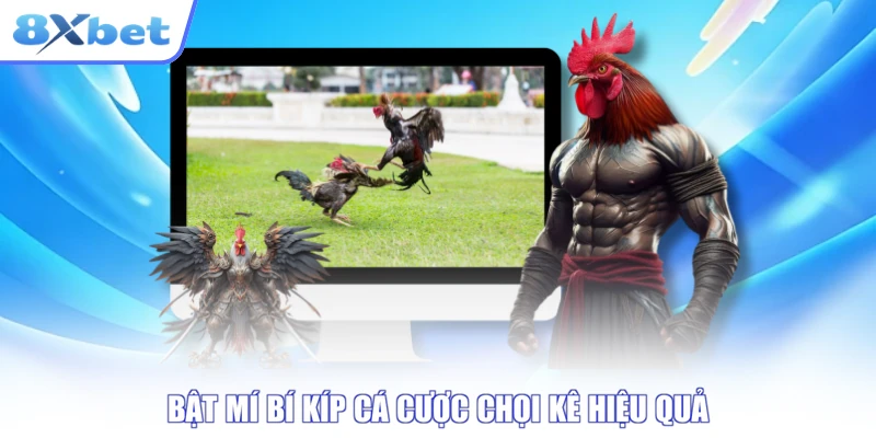 Bật mí bí kíp cá cược chọi kê hiệu quả