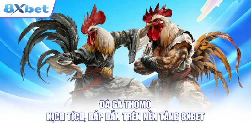 Đá Gà Thomo Kịch Tích, Hấp Dẫn Trên Nền Tảng 8XBET