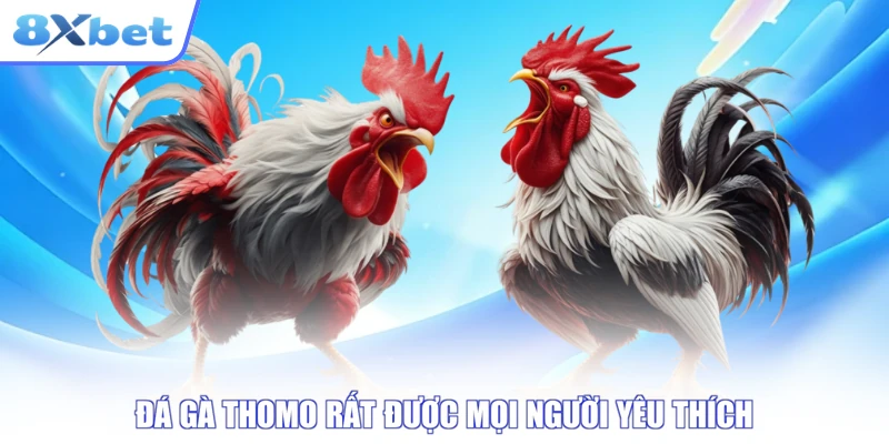 Đá gà thomo rất được mọi người yêu thích